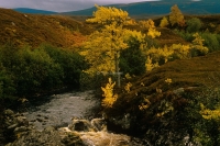Connemara river in autumn.