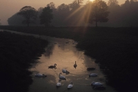 Swans on a river at sunset.
