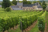 Vineyard in Loire region